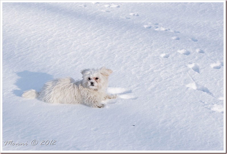SONY DSC