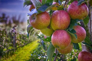 14 Khasiat sehat  luar biasa dari buah apel