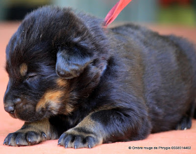 élevage de beauceron et chiot Ombre rouge de Phrygie 40120 bélis