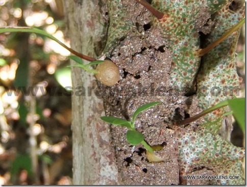 ant_fern_lecanopteris_sinuosa_1