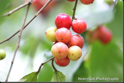 Berries