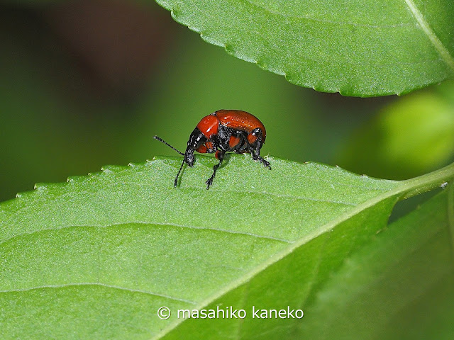 アシナガオトシブミ♀