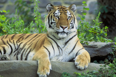 Tiger Hd Wallpapers