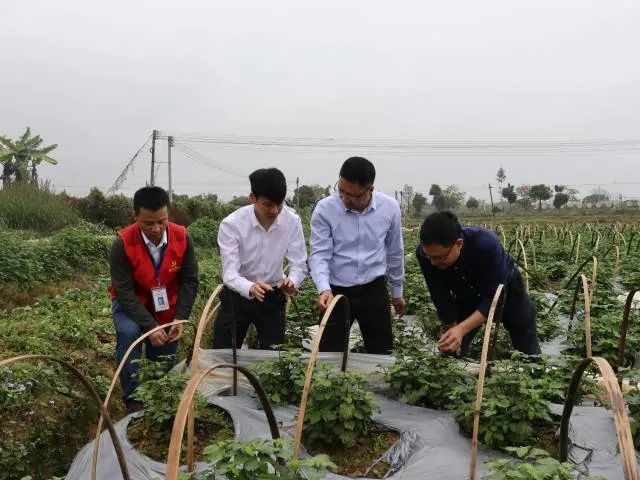 Xiamao Town has explored a land transfer model of “transfer first and then lease back” to implement unified management and development of modern agricultural industries.