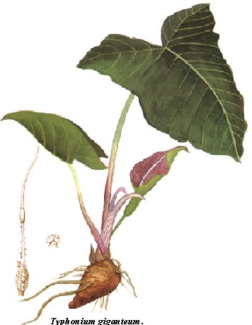 Herba & Tumbuhan: KELADI TIKUS (TYPHONIUM FLAGELLIFORME 