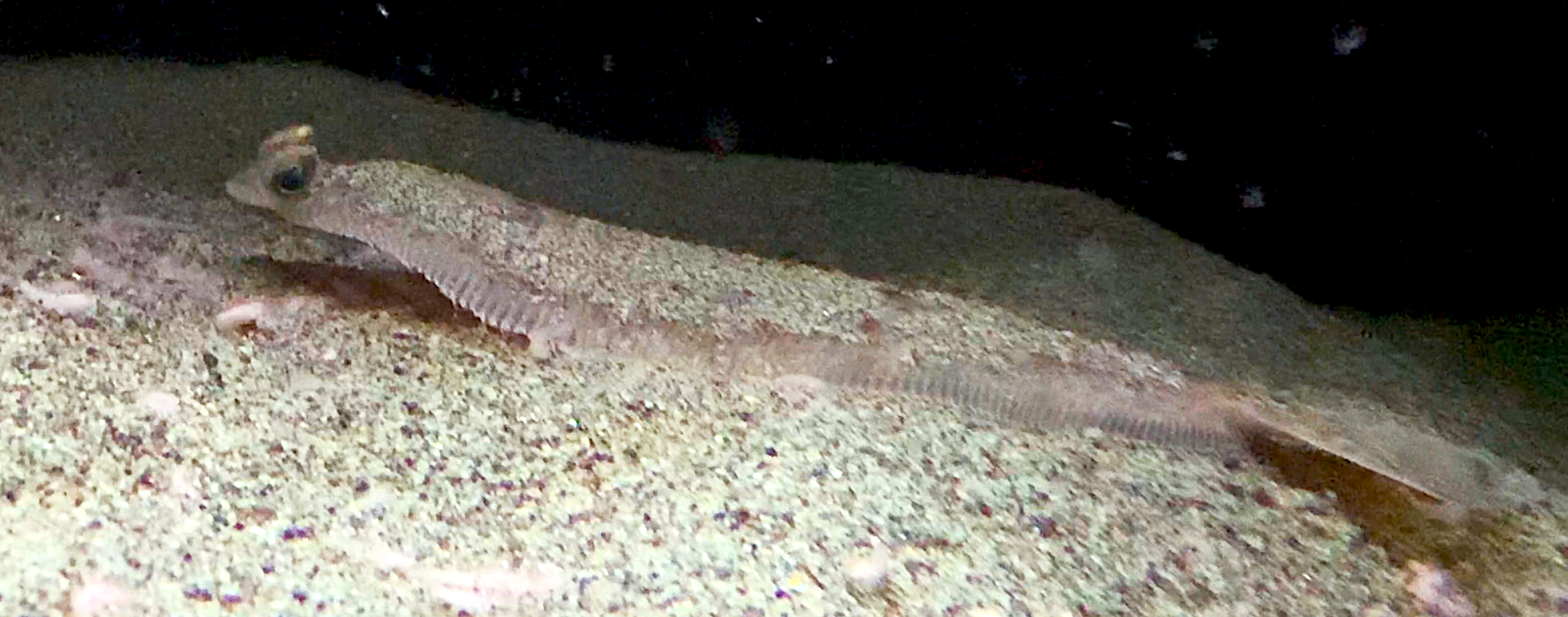 Aquarium Movies Japan Archive 生きている魚図鑑 ヤナギムシガレイ Willowy Flounder Tanakius Kitaharae