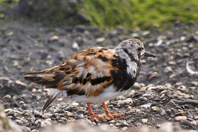 Steenloper - Stienpikker - Arenaria interpres