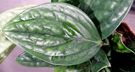 Monstera karstenianum 'Peru' speiler lyset som en refleks