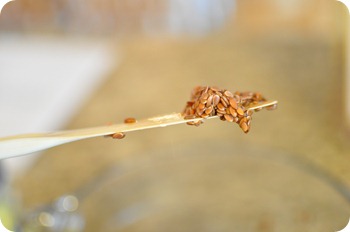 DSC_0015-1