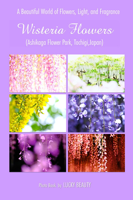 Photos of Wisteria Flowers (Ashikaga Flower Park, Tochigi,Japan): A Beautiful World of Flowers, Light, and Fragrance. Tales of Wisteria.