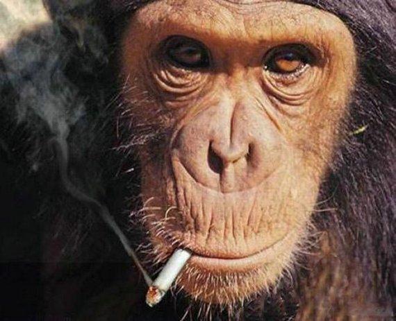 Monkey Addicted to Cigarette Seen On www.coolpicturegallery.us