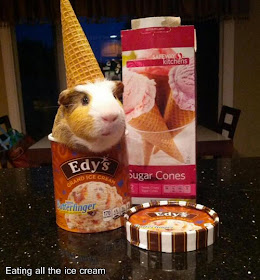 Where Is My Guinea (9 pics), funny guinea pig pictures, guinea pig on Twitter