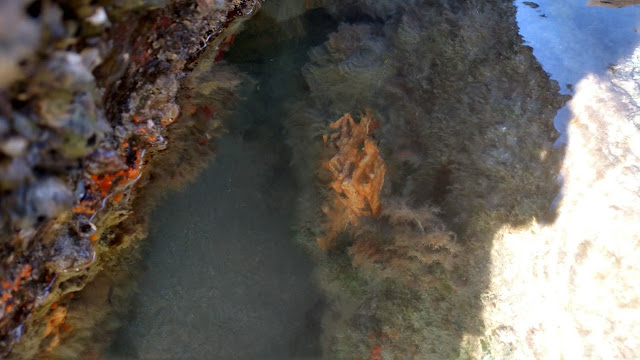 Sebastian Inlet Tide Pools