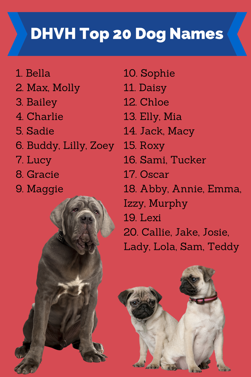 I love My Dog; Natural Pet Health,: Popular English Bulldog names