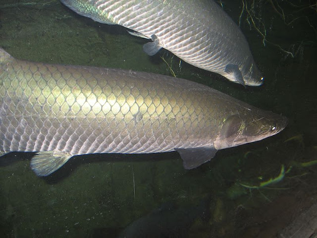 ikan arapaima