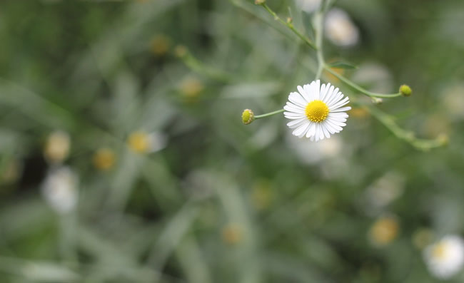 Frost Aster Flowers Frost Aster Flowers