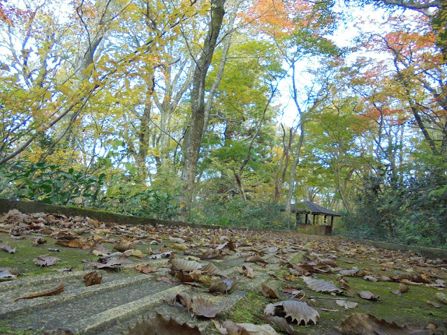 大山森の遊歩道