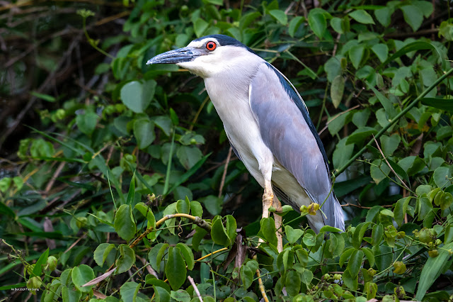 An Bui 2023 Tien Giang - Black crowned night heron (Diệc đêm đầu đen)