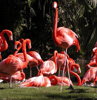 flamencos de color granate