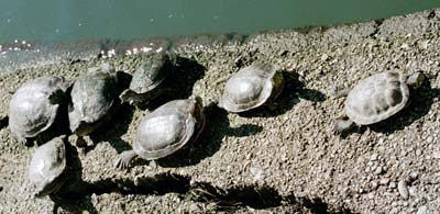 a bale of turtles