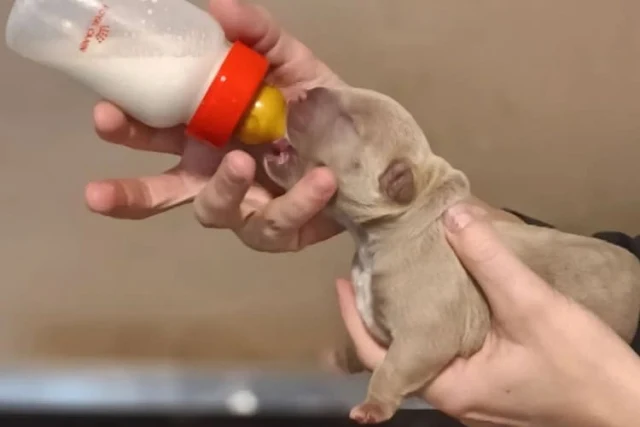 evaporated milk for puppies