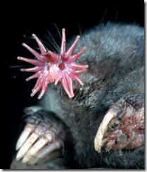 Star-nosed_Mole