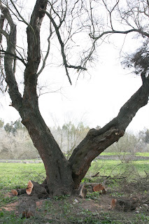 Tronco del taraje después de la poda