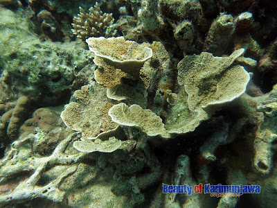 karimunjawa, karimun jawa, coral, bawah laut, bawahlaut, anemon, karang, beauty of karimunjawa, indah, karimunjawa indah, taman laut, laut bawah