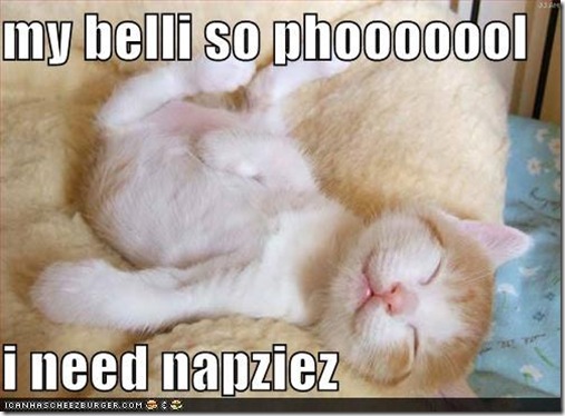funny cats and dogs with captions. The captions are meant to be
