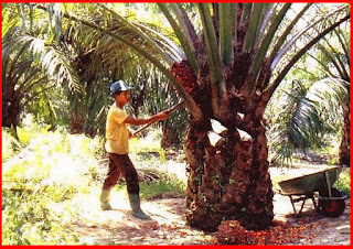 Pelaburan Ladang Kelapa Sawi