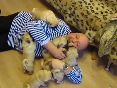 Man being loved on by pug puppies