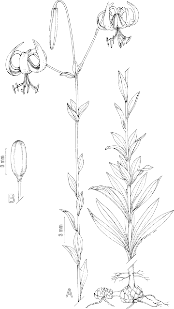 Лилия огнелюбивая (Lilium pyrophilum)