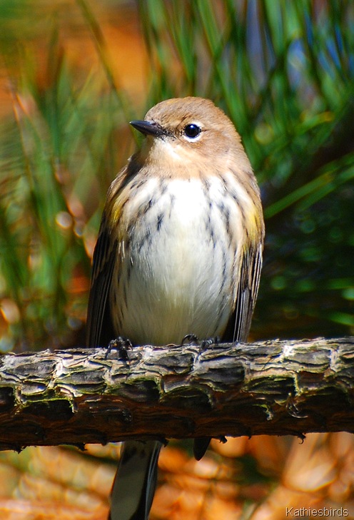 1.yellow-rumped warbler kab
