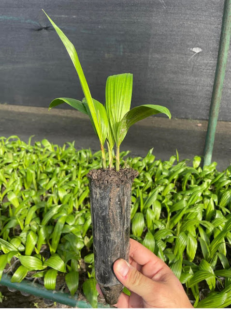 CERTIFICACIÓN: Certificada la primera semilla de palma creada en Venezuela.