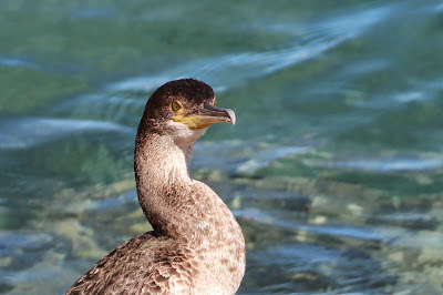 Tûfielgoes - Kuifaalscholver - Phalacrocorax aristotelis