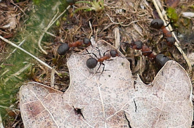 Fourmis bretiliennes