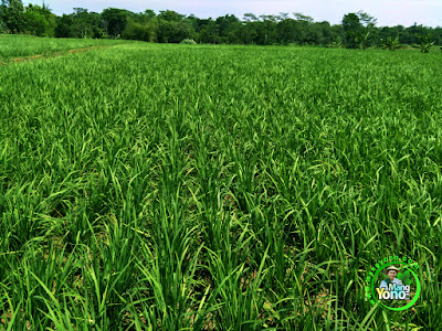 FOTO 1 : Tanaman Padi TRISAKTI 31 HST MT2   di Sawah Tegalsungsang Blok Barat