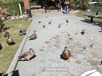 Mallard ducks, House sparrows and Rock pigeons are well fed by visitors. Wellington Botanic Garden, North Island, New Zealand.