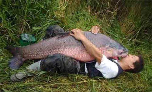 baby common carp. Is The Asian Carp A