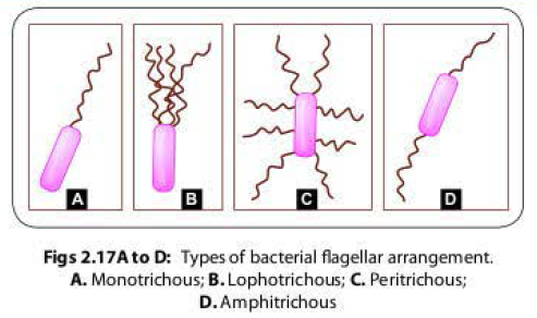 Bacterial flagellar arrangement