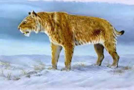 10 Kucing Prasejarah Terbesar di Dunia|http://bambang-gene.blogspot.com