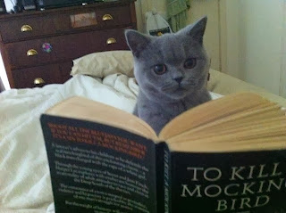 cat, reading, to kill a mockingbird, book, harper lee