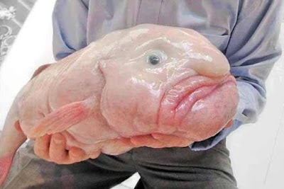 BlobFish