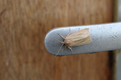 Hjerstreidboarder - Herfstrietboorder - Rhizedra lutosa