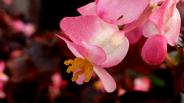 Flor de Begonia cucullata