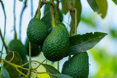 Avocados growing on a tree