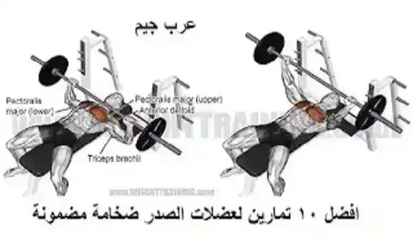 افضل تمارين لعضلات الصدر