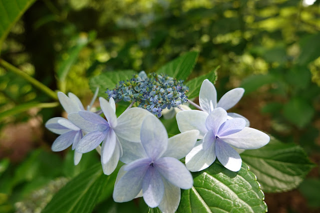 とっとり花回廊　アジサイ　華の雫