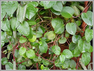 http://alfirdausherbal.com/teh-herbal/manfaat-dan-khasiat-daun-binahong-bagi-kesehatan.html