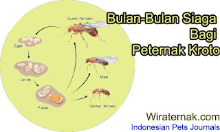 bulan siaga bagi budidaya semut rangrang